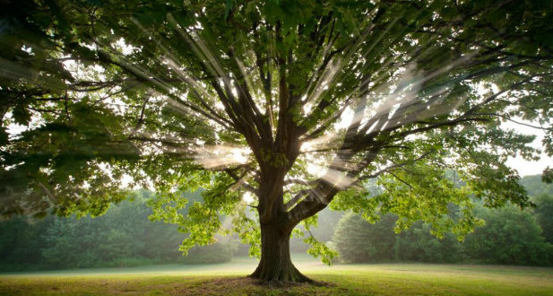 albero-al-sole